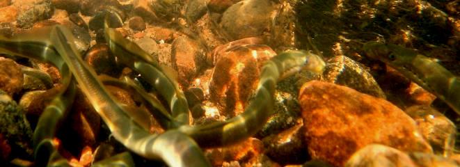 Strömungslenkung Forelle Lachs Äsche Groppe Fischarten, die von der Einbringung von Totholz
