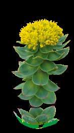 Rhodiola rosea Heilpflanze mit langer Tradition Geschichte: Seit Jahrhunderten gehört Rhodiola rosea zum festen Bestandteil der Medizintradition Skandinaviens.