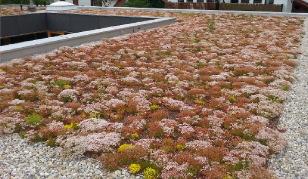 Auch auf das begrünte Dach unseres Gemeindezentrums wurde hingewiesen, im Sommer ein Blütentraum in Pastell.