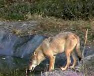 Auch wenn die Schalenwildarten den Umgang mit dem Wolf nicht verlernt haben, bedarf es sicherlich einiger Zeit, bis auch das einzelne Individuum dieses Verhaltensrepertoire erfolgreich anwendet.
