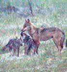 Allerdings wurde der Vaterwolf des ersten Wolfsrudels, das in Deutschland außerhalb der Lausitz bekannt gewordenen ist, einen Monat zuvor von einem Jäger illegal erschossen.