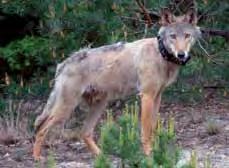 Der Wolf Karl wurde im Alter von 10 Monaten mit einem GPS-Sendehalsband versehen. Auf dem Foto wechselt er gerade ins Sommerfell und ist ein Jahr alt.