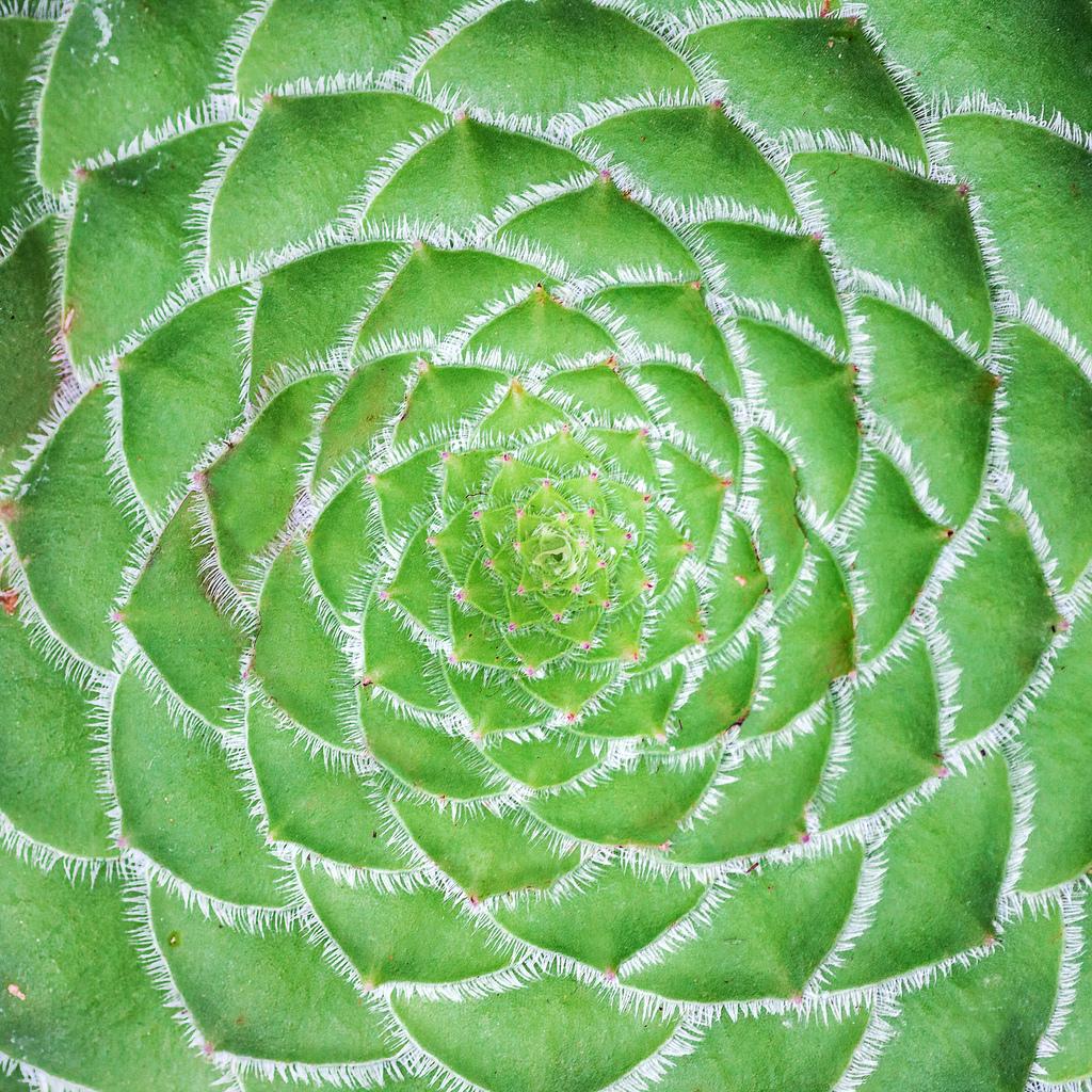 com/2014/07/fibonaccispiralaloe.