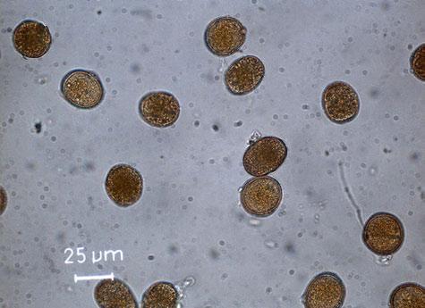 Maisrost Puccinia sorghi 28 Runde braune