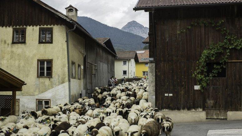 Tarrenz, 9. September 2018 Ein tolles Erlebnis ist die Schafschied in Tarrenz, der größte Almabtrieb in der Ferienregion Imst. Rund 1.
