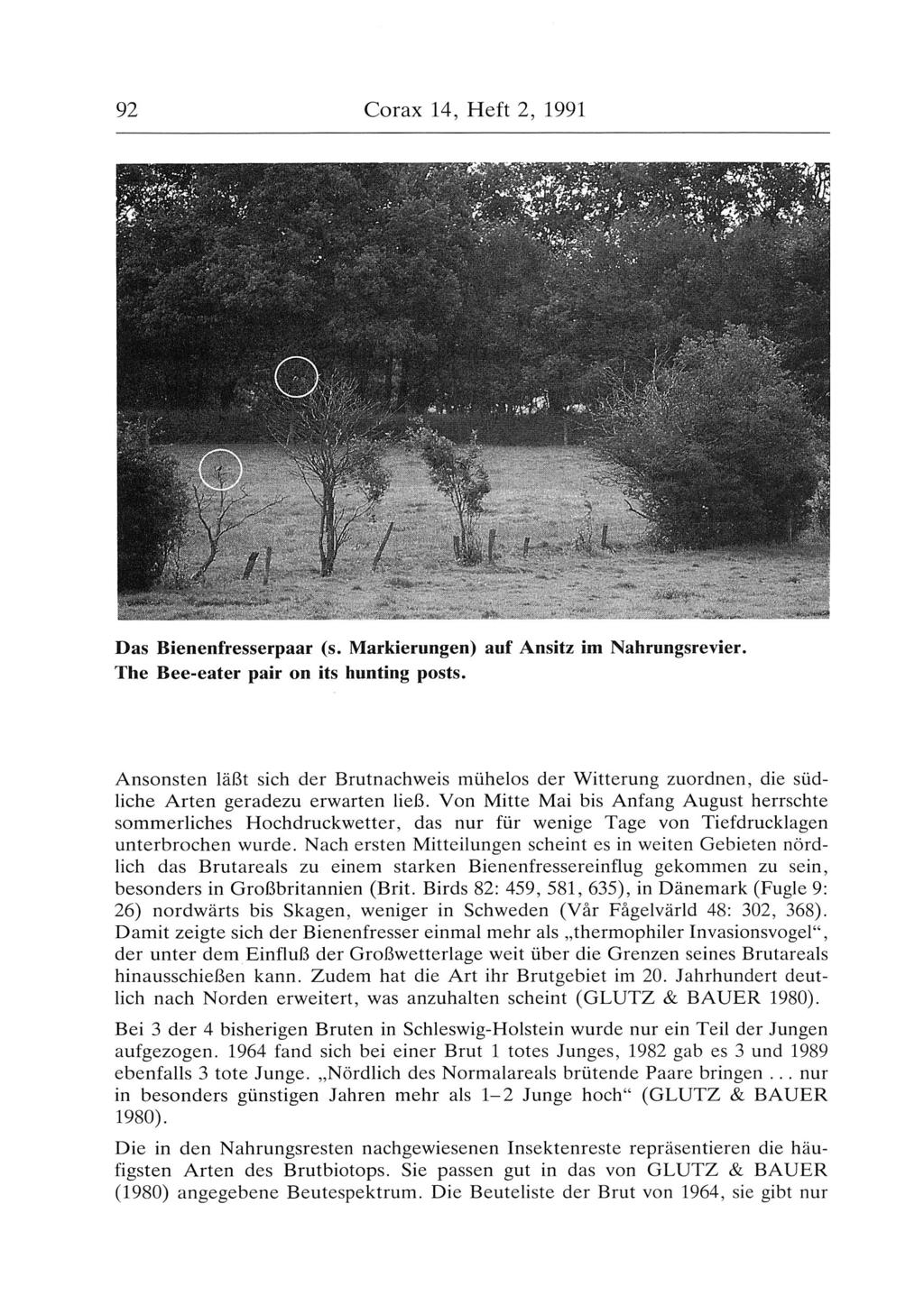 92 Corax 14, Heft 2, 1991 Das Bienenfresserpaar (s. Markierungen) auf Ansitz im Nahrungsrevier. The Bee-eater pair an its hunting posts.