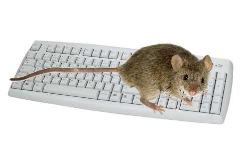klassische Eingabegeräte Tastatur + flexibel + schnell - kompliziert Maus + einfach zu bedienen - einschränkt