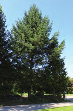 28 Douglasie Pseudotsuga menziesii Ursprünglich beheimatet in küstennahen Gebirgen Nordamerikas, blühen Douglasien zwischen April und Mai. Diese Bäume können eine Höhe von bis zu 60 m erreichen.
