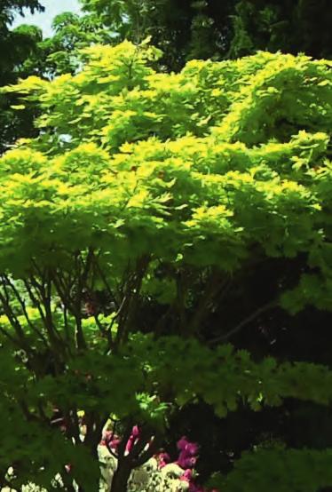 Während die Oberseite der Blätter mittelgrün gefärbt ist, wirkt die hellere, graugrüne Unterseite mitunter beinahe weiß.