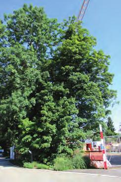 1 Berg-Ahorn Acer pseudoplatanus Der Berg-Ahorn ist in Europa und Westasien weit verbreitet und blüht zwischen April und Mai.