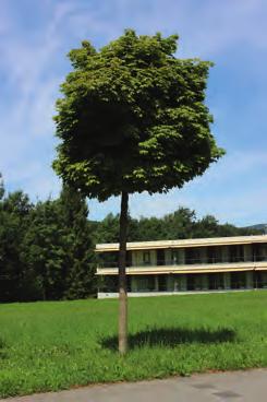 4 Kugel-Ahorn Acer platanoides Globosum Der Kugel-Ahorn ist ein veredelter Spitz-Ahorn. Seine Blütezeit ist im April. Er erreicht eine Höhe von 3 5 m.