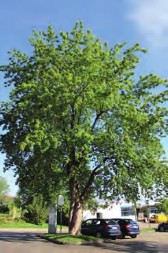 5 Spitz-Ahorn Acer platanoides Seinen Ursprung hat der Spitz-Ahorn in ganz Europa und breitet sich bis nach Kleinasien aus. Er blüht zwischen März und April.