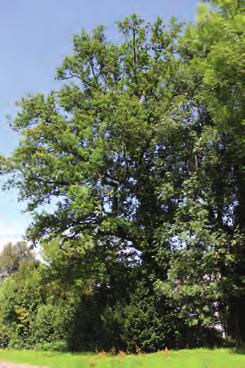 13 Stiel-Eiche Quercus robur Die Stiel-Eiche ist in ganz Europa verbreitet. Sie blüht zwischen Mai und Juni. Die Stiel-Eiche kann bis zu 40 m hoch werden und ein Alter von 1000 Jahren erreichen.