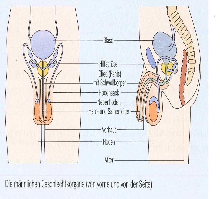5 Hoden (im Hodensack) bilden Spermien und Geschlechtshormone Nebenhoden speichern Spermien Spermienleiter transportieren die Spermien von den Nebenhoden in den Penis vereinigen sich mit dem von der