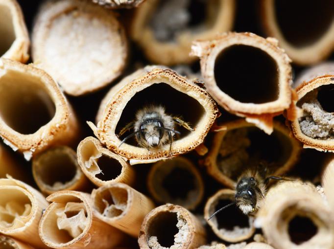 ervice sichert mobile Wildbienenstation im Main-Kinzig-Kreis Bienen rollen zur Blüte nter dem Projektnamen Das BeeMobil eine bewegliche nsiedlungshilfe für solitäre Bienen und nsekten tüftelt die