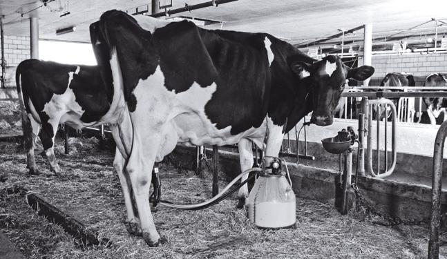 Der Milchtankwagen holt die Milch vom Bauernhof ab und fährt zur