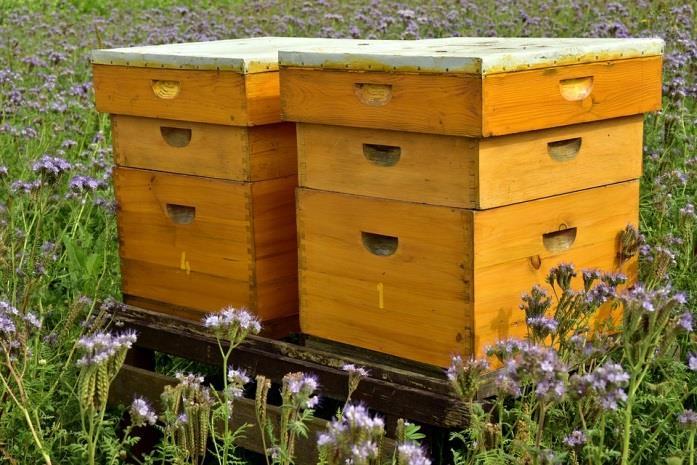 3 Bienen Basics / Sandra Bielmeier und Armin Bielmeier Einsteigerbuch in die Imkerei für angehende Bienenhalter, aber auch für Naturliebhaber, die am Thema interessiert sind.