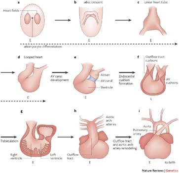 Overview of cardiac development 15 Illustrations depict cardiac development with colour coding of morphologically related regions, seen from a ventral view.