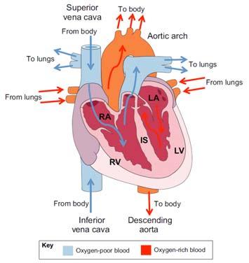 1.5.3. Morphologie und Funktionsweise des adulten Säugetierherzens. 17 Fig. 1. The adult mammalian heart.