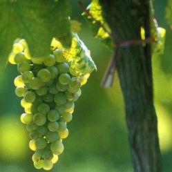 Weinviertel DAC GRÜNER VELTLINER Dichte Weinstruktur Lang im Abgang trocken Kräftige