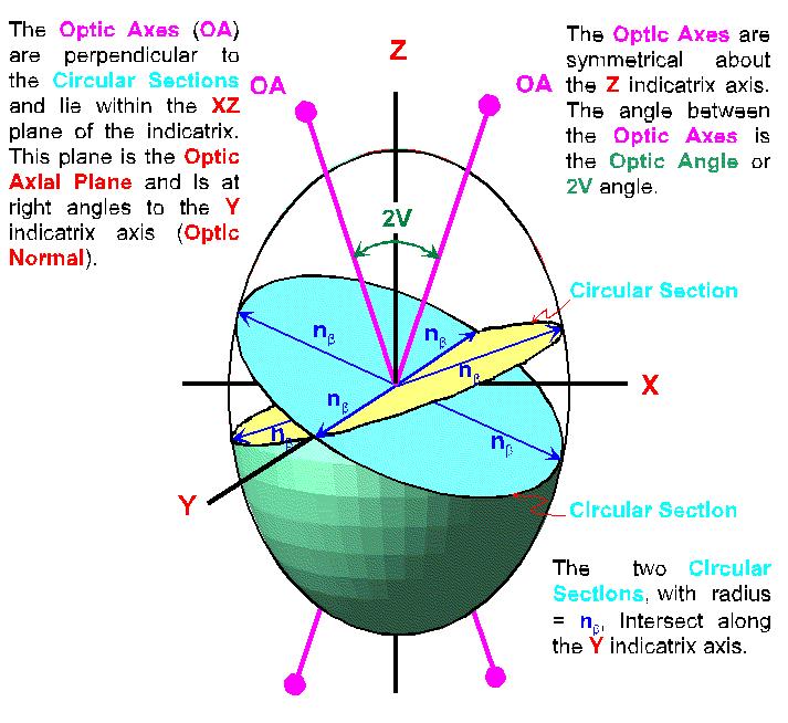 Die Indikatrix zweiachsiger Minerale Die optischen Achsen (OA) liegen senkrecht zu einem Kreisschnitt der Indikatrix und in der Ebene X-Z.