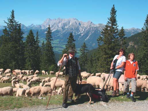Massnahmen zur Erhaltung und Förderung der Kulturlandschaft im Alpenraum 200 Mutterkuh (0,6 GVE) Schafe (0,6 GVE) Ernten Verkauf Silage Ernten Verkauf Heu Ernte Verkauf Biogas Heupellets Mulchen