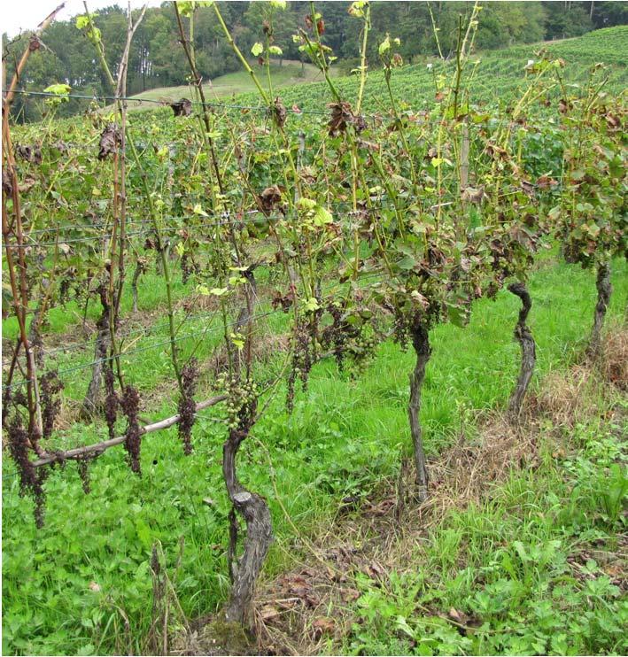 Versuchsresultate Weinbau Zusammenfassung von 8 Versuchsjahren 2005-2013 Leimay wurde immer mit einer Dosierung von 0.