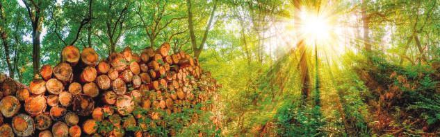 Verhältnis leicht zu bearbeiten gute statische Eigenschaften Holz aus heimischen Wäldern gutes Preis-Leistungs- Verhältnis leicht zu bearbeiten gute statische Eigenschaften Holz aus heimischen