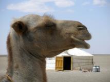 Wir besuchen auch eine in der Nähe lebende Kamelzüchterfamilie, wo ein Ritt auf Kamelen möglich ist.