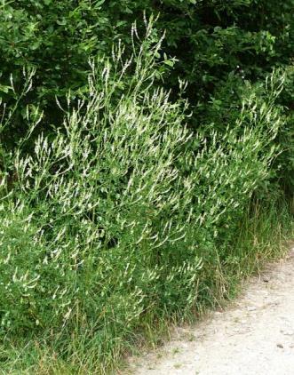 Steinklee und Honigklee (Melilotus albus und officinalis) Seine Wuchshöhe von bis zu 2 m für ein extensives Dach