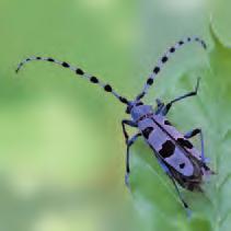 Bewohner des Hügel- und Berglandes. Er besiedelt bevorzugt die Buche oder den Bergahorn. Die zwei bis vier Zentimeter großen Käfer stehen europaweit unter Schutz.