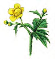WALDMEISTER Galium odoratum Blüte: April bis Mai Wuchshöhe: 20 bis 30 cm WALDWEIDENRÖSCHEN Epilobium angustifolium