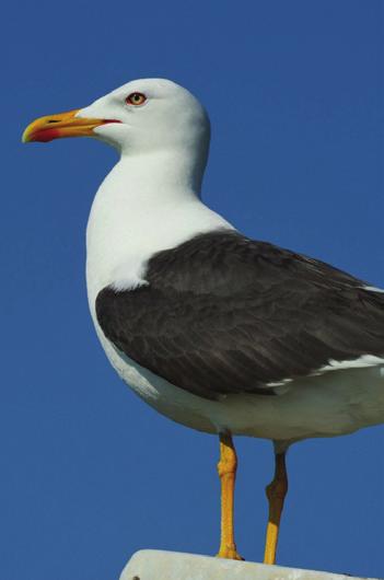 obachten. Es sind dies z.b. Flussuferläufer, Alpenstrandläufer Steinwälzer, Flussregenpfeifer, Sandregenpfeifer, Sanderlinge und Rotschenkel u.