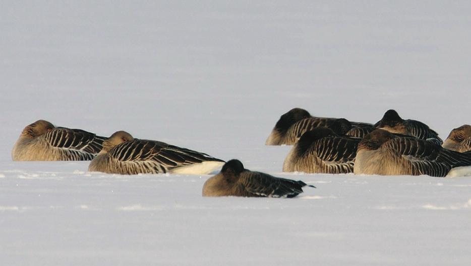 Spezial - Vögel im Winter Tausende Wasservögel überwintern am Dümmer.