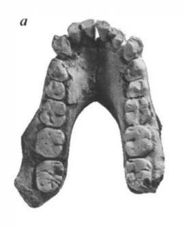 Australopithecus anamensis Südaffe vom See unteres Pliozän, ca. 4,2 bis 3,9 Mio. J.