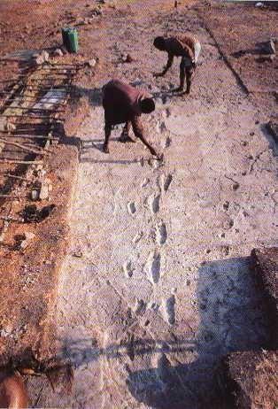 Die Fußspuren von Laetoli 1979 von Mary Leakey entdeckt