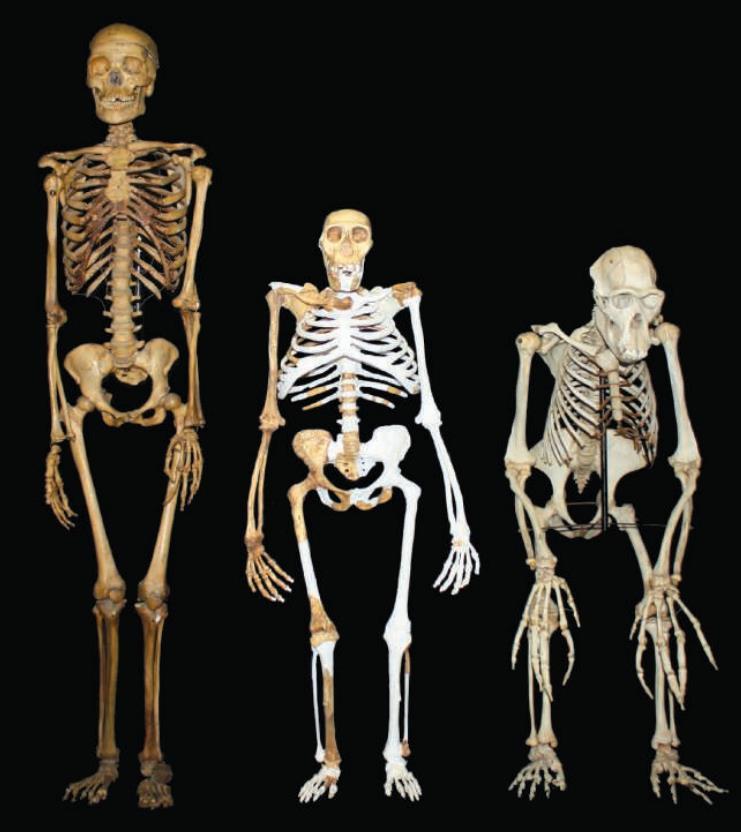 africanus (Kind von Taung) Australopithecus sediba Knickfuß -artiger Gang