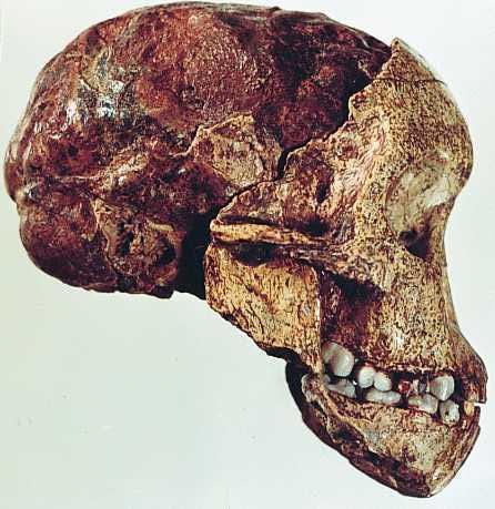 erstes Hominiden-Fossil aus Afrika