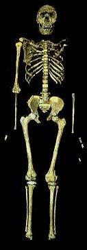 Homo erectus aufrechter Mensch 1,8 bis ca. 0,5 Mio. J.