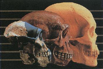 Schädelvolumen 1000 ccm Zähne Australopithecines