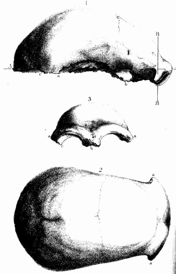 Homo heidelbergensis Homo antecessor