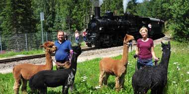 Erlebniswanderung Sonnseitn Alpakahof am 6. Juli 2019 Mit der Dampflok geht die Fahrt bis Abschlag (Weiterfahrt bis Groß Gerungs möglich), wo Sie die Alpakas erwarten.