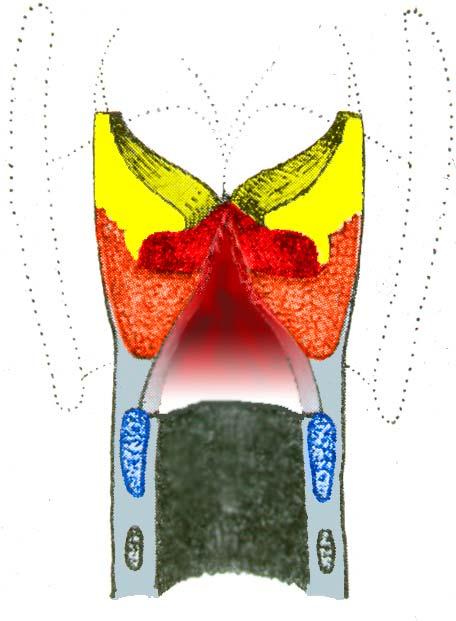 Physiologische Grundlagen Bereich 1: Kehlkopf Muskulatur Musculus vocalis =