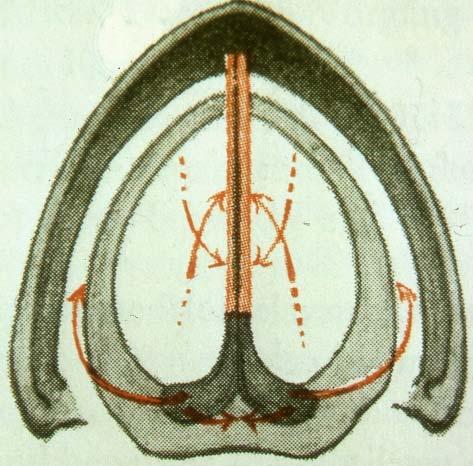 Vocalismuskels der Stimmlippe und andererseits mit der elastischen Schleimhausmembran (Ligamentum vocalis) der Stimmbänder verbunden sind, die durch den M.