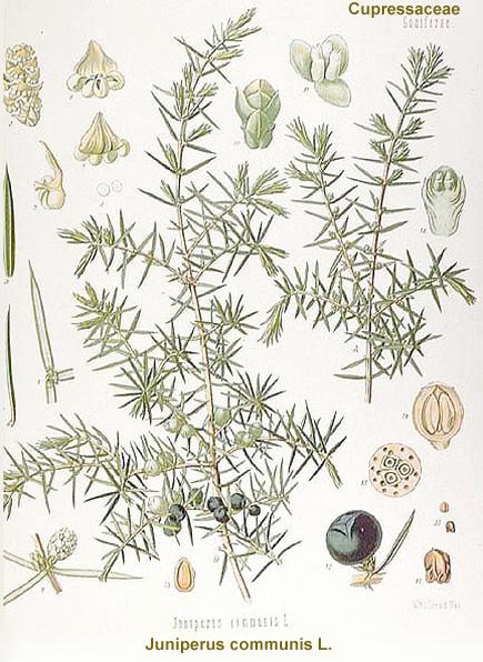 Klasse: Coniferopsida/ Pinopsida (= Nadelbäume) Familie: Cupressaceae