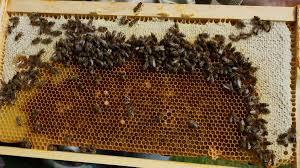 Bereits bebrütete Waben enthalten Honig der durch fremde Geschmackstoffe und