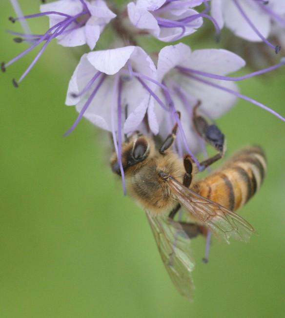 Entstehung des Honigs aus den floralen Nektardrüsen von