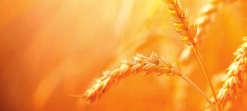 Latitude wird gegen Schwarzbeinigkeit in Weizen und Triticale als Beize eingesetzt und kann selbst bei geringem Befallsdruck deutliche Mehrerträge bringen.