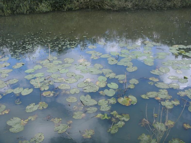 Blüten erste reife