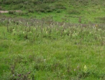 Agrimonia eupatoria x Plantago lanceolata x